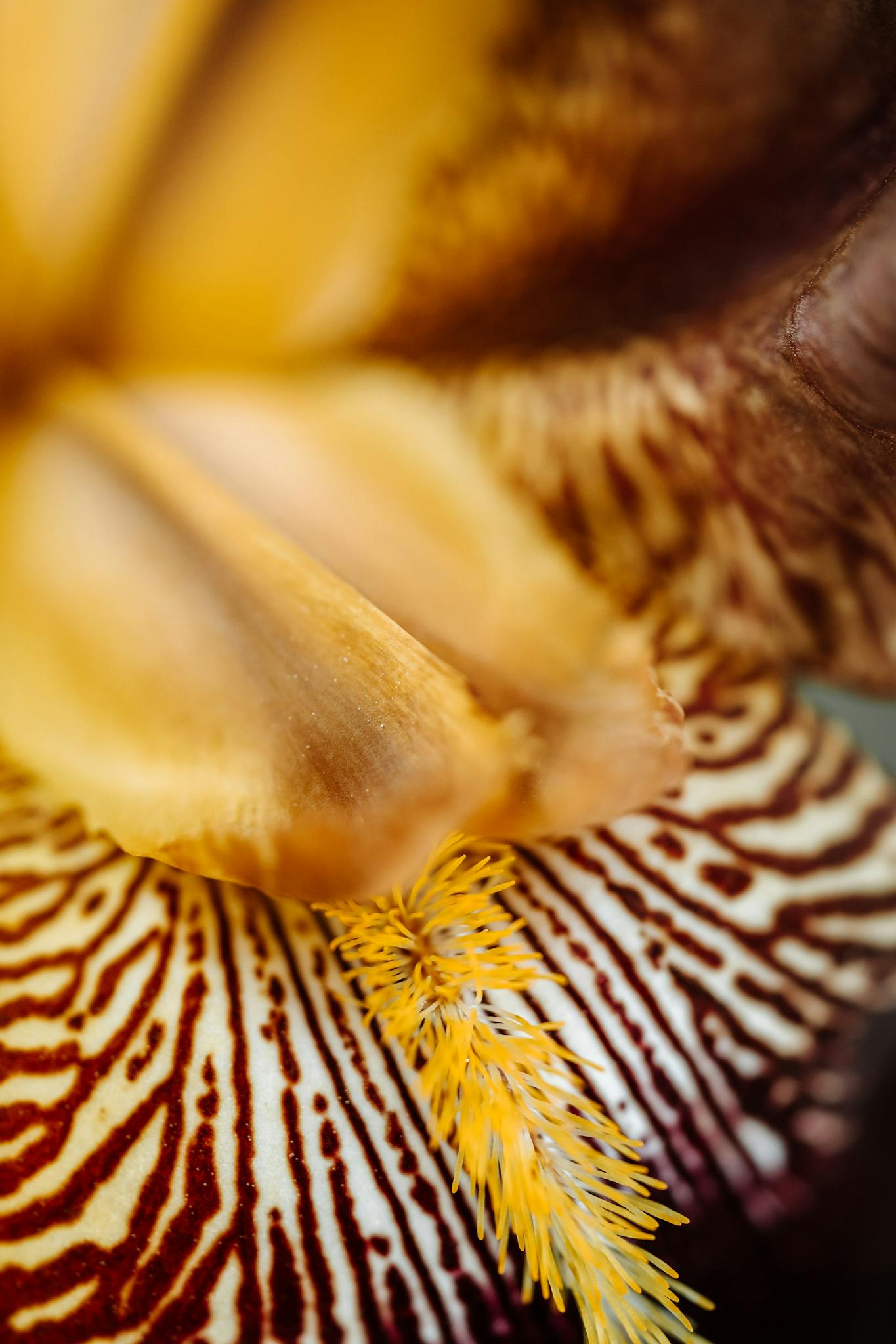 Dramatic extreme close-up of intricate iris flower petals showcasing vivid textures and colors.