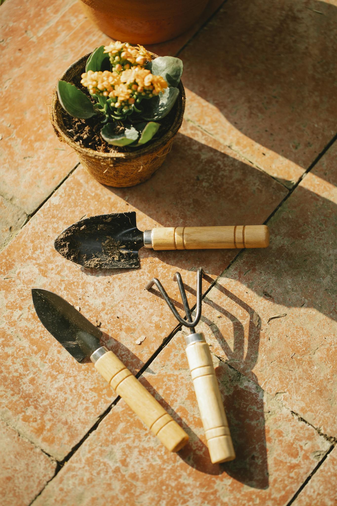 From above of potted plant near small garden shovels and hand cultivator placed on shabby rough ceramic floor in sunny day