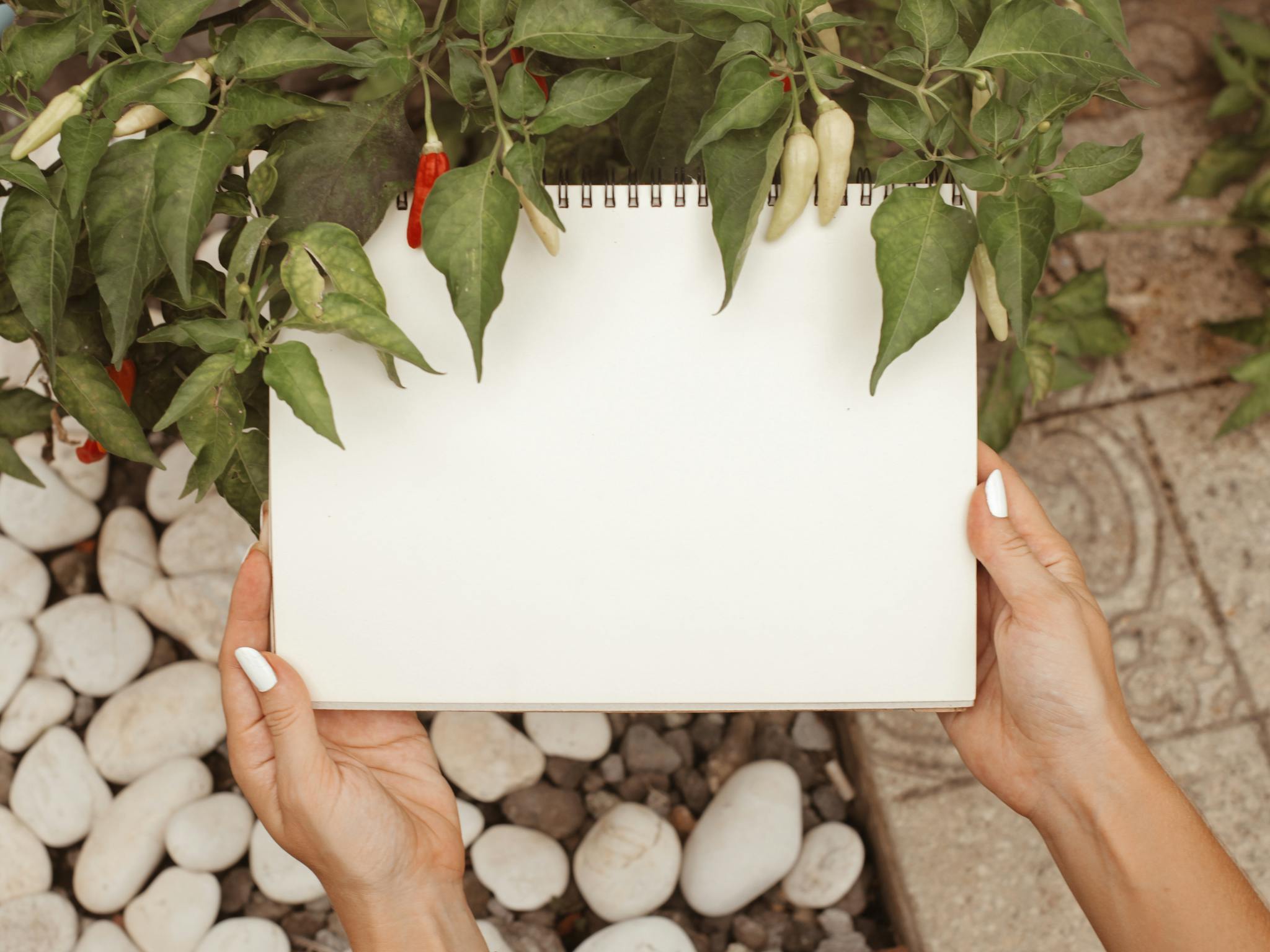 Hands holding a blank notebook surrounded by green leaves and white pebbles outdoors.